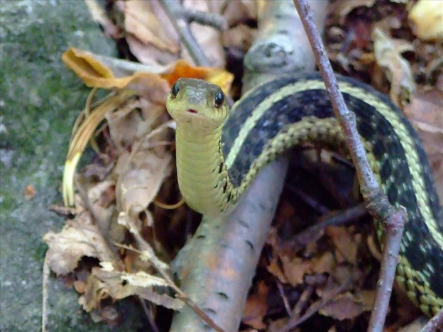 common water snake