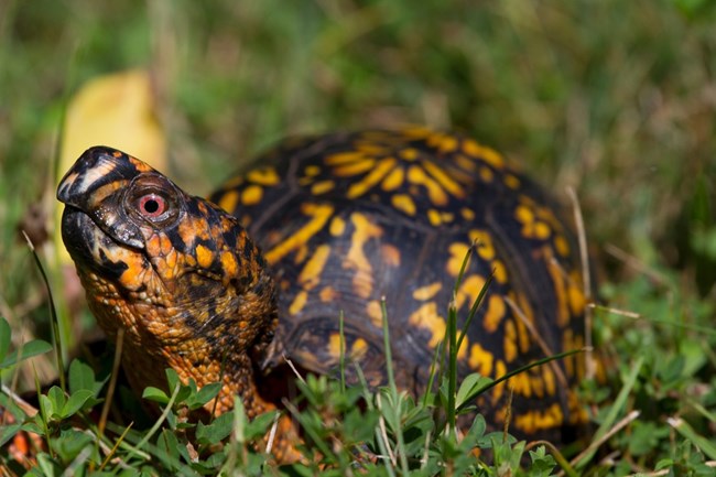 Eastern Box Turtle