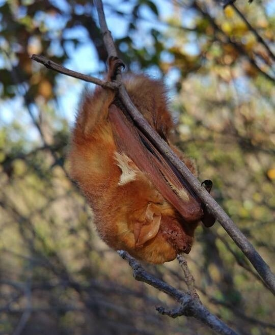 eastern red bat