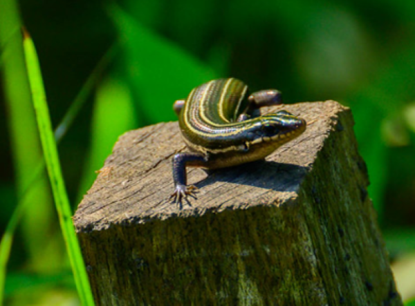 five lined skink