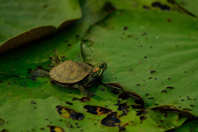 pond slider