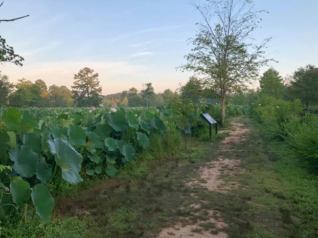 A dirt trail with lotus leaves on the right