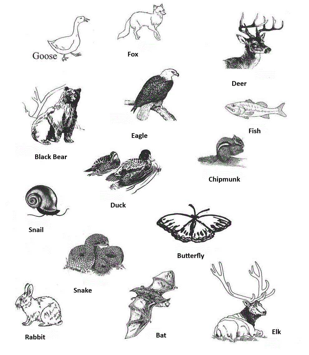 14 drawings of animals are show. The drawings are black and white.