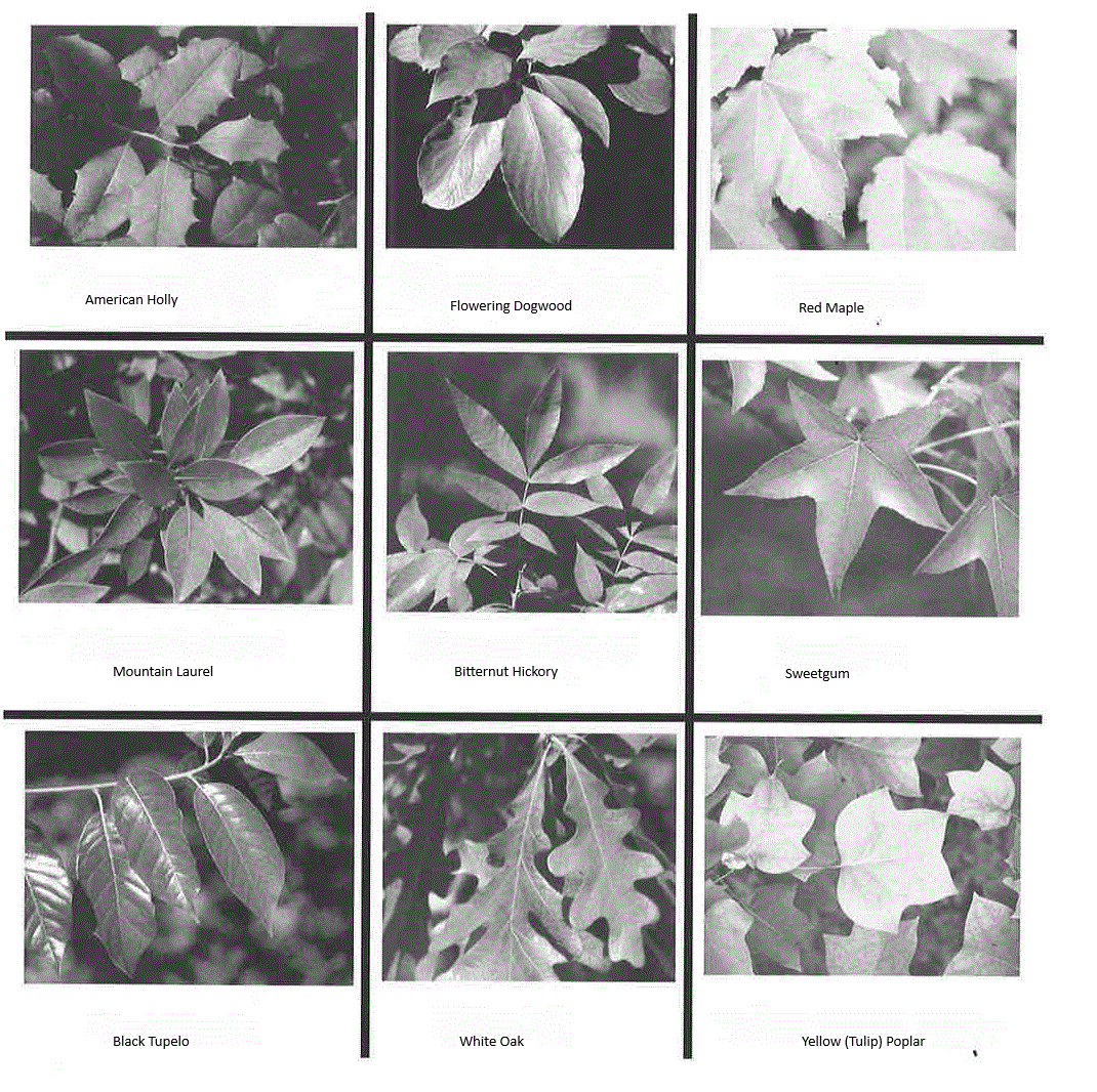 9 images of leaves of different trees are shown, with a label for each type of tree.