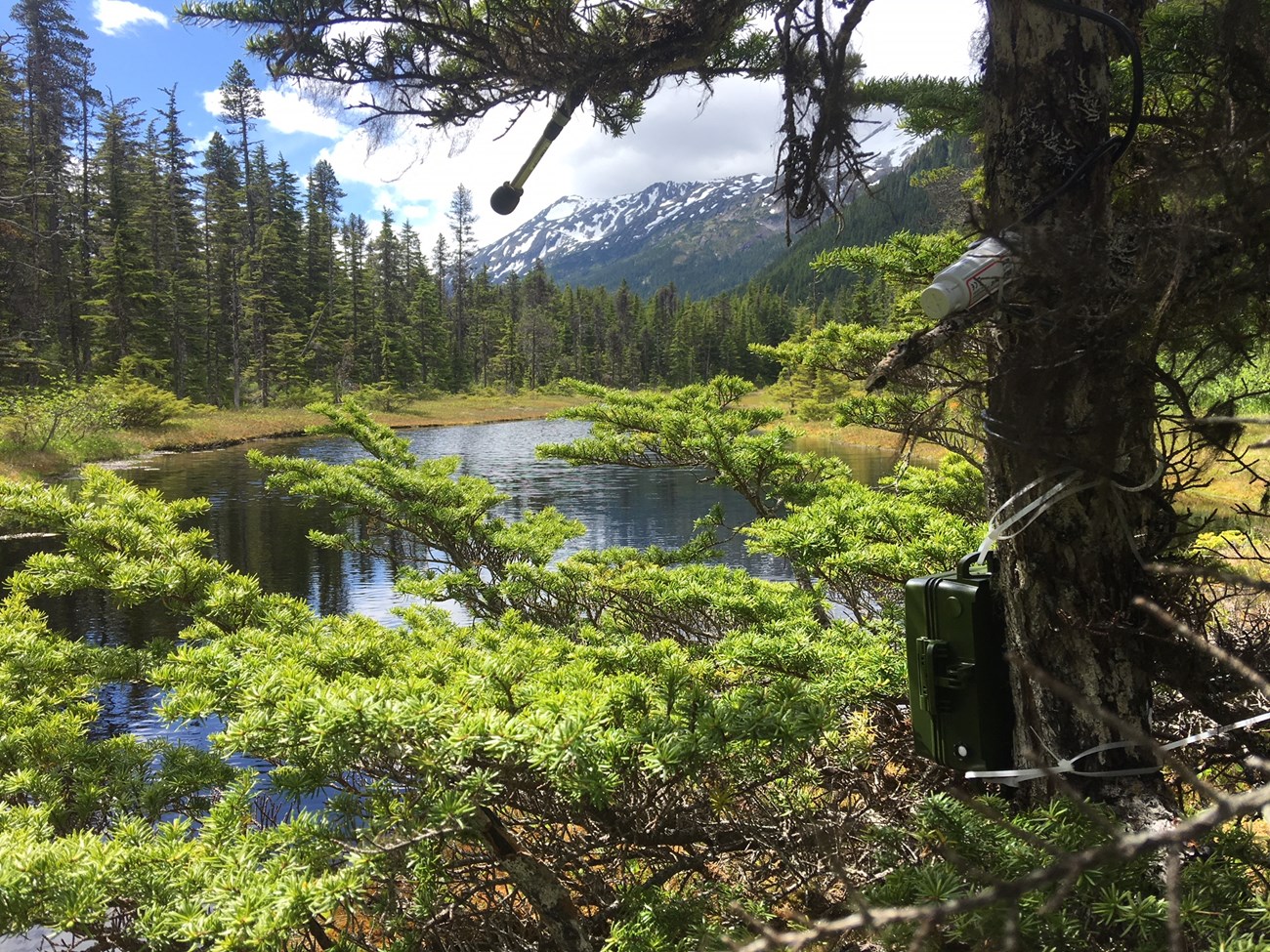 Audio equipment attached to an evergreen tree with a mountain lake in background