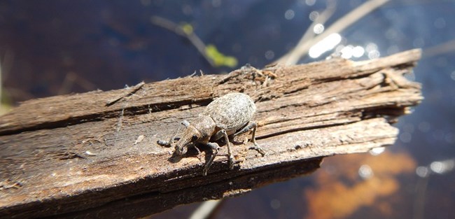 An insect on a piece of wood