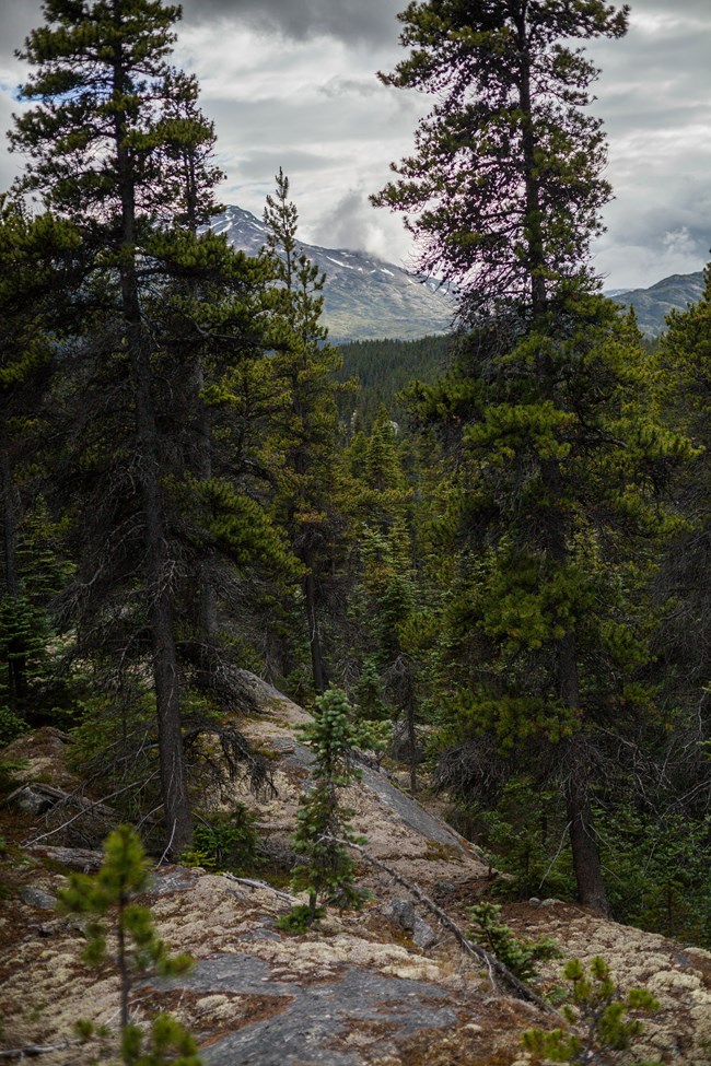 tall trees with mountains in background