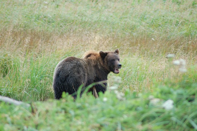 Brown bear in a natural field