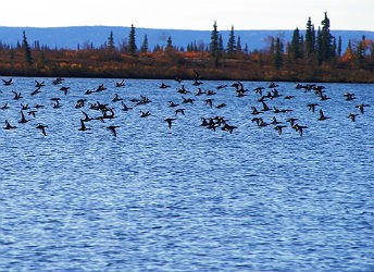 flock of birds taking off from a river