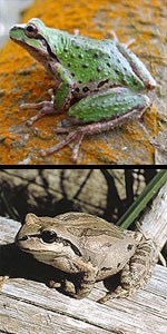 Pacific Tree Frogs