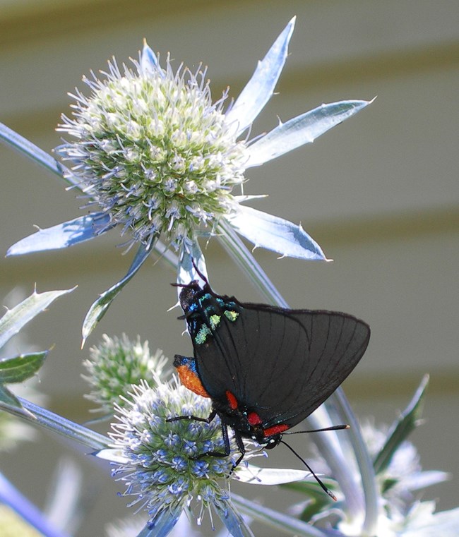 Great Purple Hairstreak