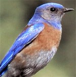 Western Bluebird