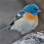 Lazuli Bunting