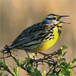 Western Meadowlark