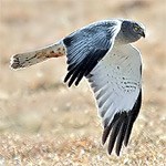 Northern Harrier, male