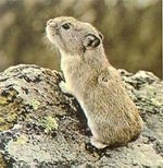 American pika