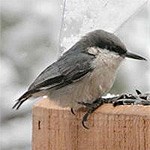 Pygmy Nuthatch