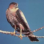 Sharp-shinned Hawk