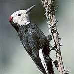 White-headed Woodpecker