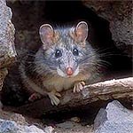 Woodrat