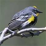 Yellow-rumped Warbler