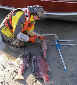 woman kneeling next to three salmon on the ground