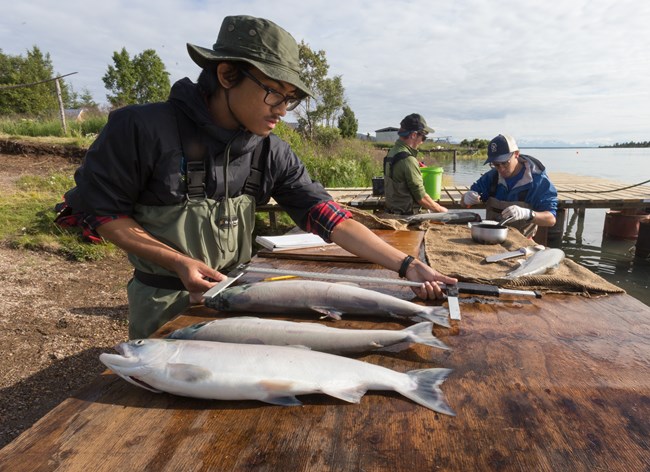 a man measures sockeye salmon on a table outside