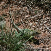 Collared lizard sunning on a rock.