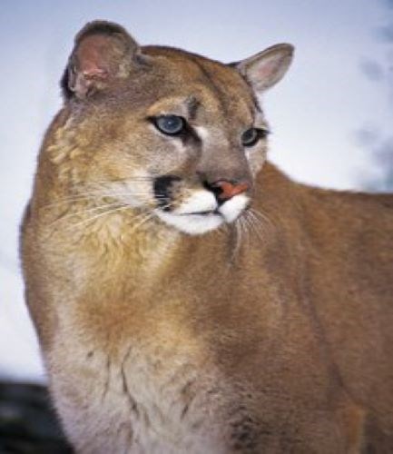 Mountain Lion Large