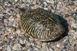 Ornate Box Turtle poking its head out of its shell.