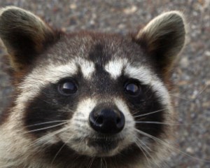 Raccoon