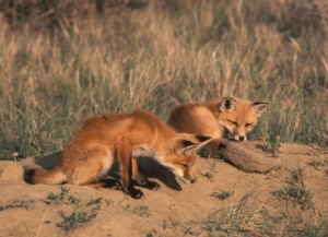 Red fox pups