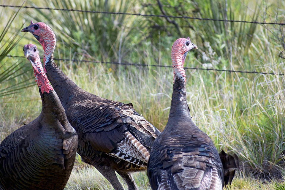 Three turkeys near fence