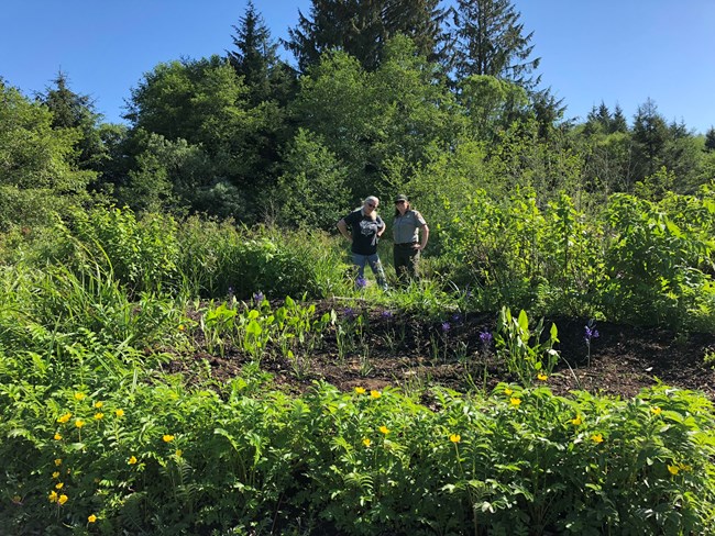 Volunteer and ranger looking at ethnobotanical garden