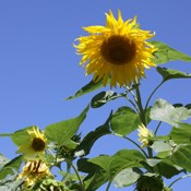 Sunflower in full bloom