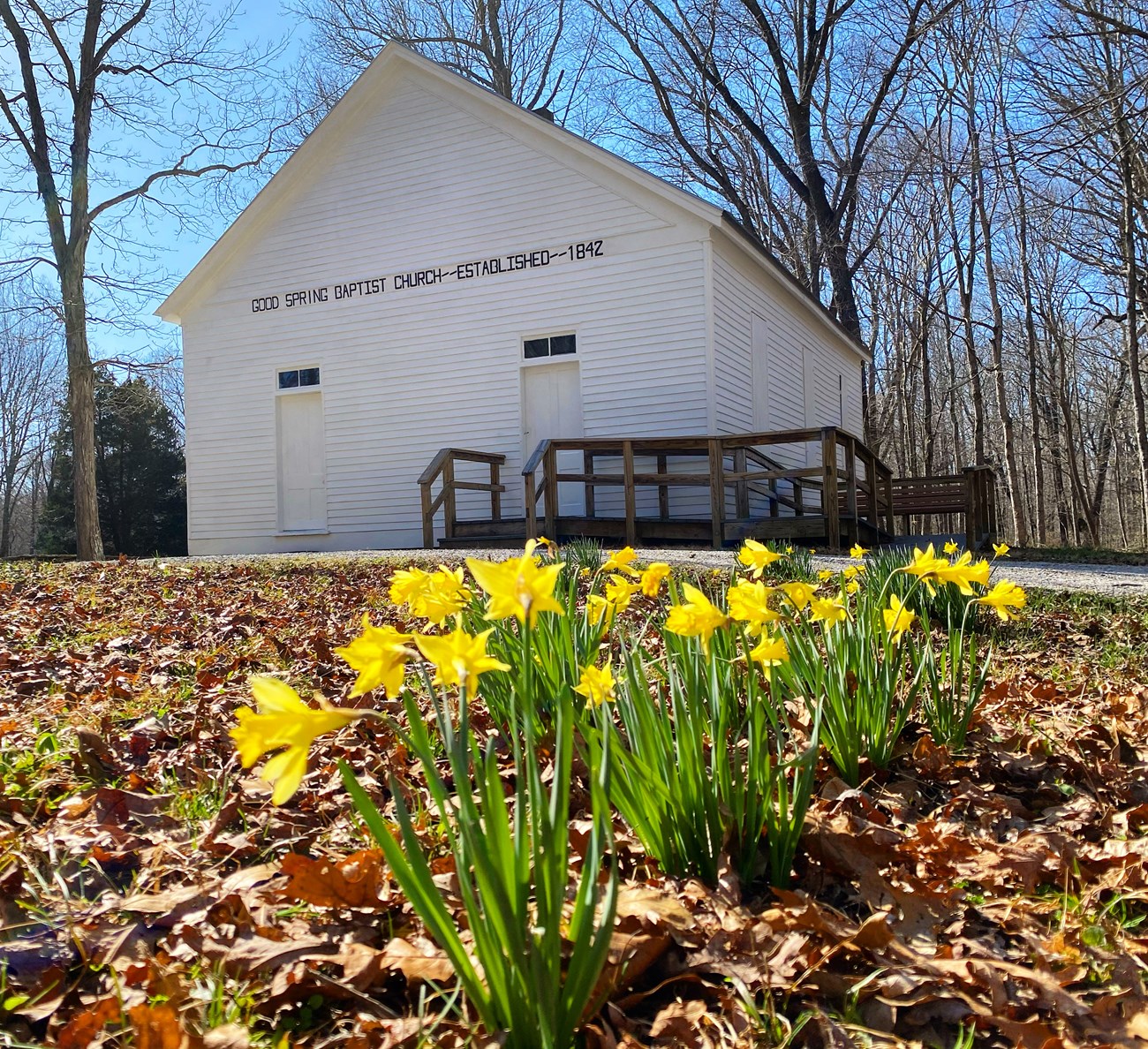 Yellow flowers bloom in front of a small white church building.