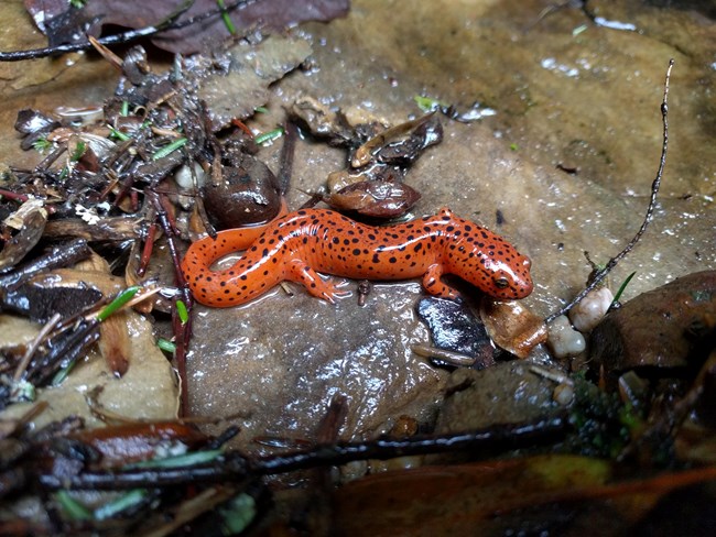 A orange cave salamander