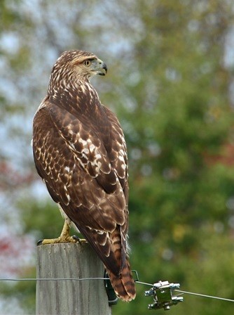 Red tail hawk