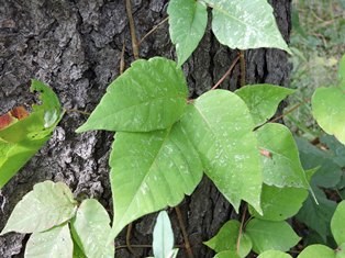 A picture of poison ivy growing up a tree.