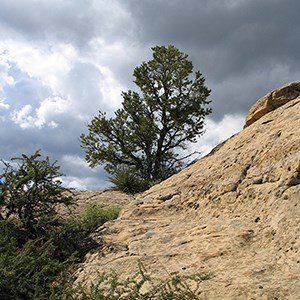 A tall, green pine tree located at the top of a sandstone cliff and storm clouds loom above.