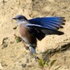 Western bluebird.