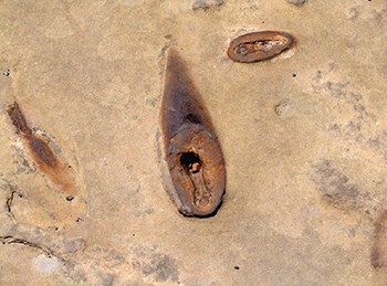 Iron concretions that look like a dark metal pipe and chain link eroding out of a grainy, sandstone surface.