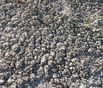 A soil's surface that looks like pieces of tan colored popcorn scattered across it.