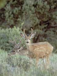 Pair of Mule Deer