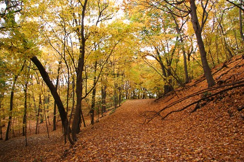 Colorful trees line a path through the forest.