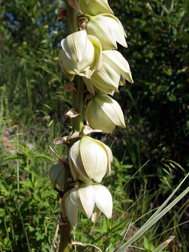 Yucca, Small Soapweed, whitish green in color, the long and narrow leaves crowded in rosettes at ends of stems or branches, a stout rapidly growing flower stalk arising from the rosette.