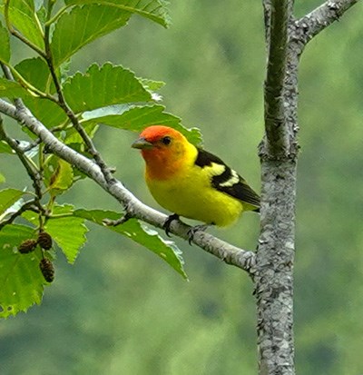 A bird with a bright yellow body, red head, and black wings perches on a branch.