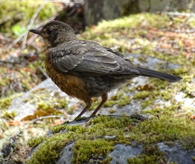 A juvenile robin.