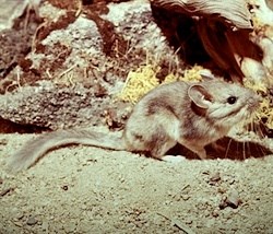 Bushy-tailed Woodrat