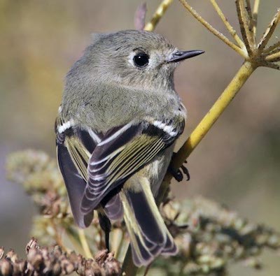 A small bird clings to a flower stem.